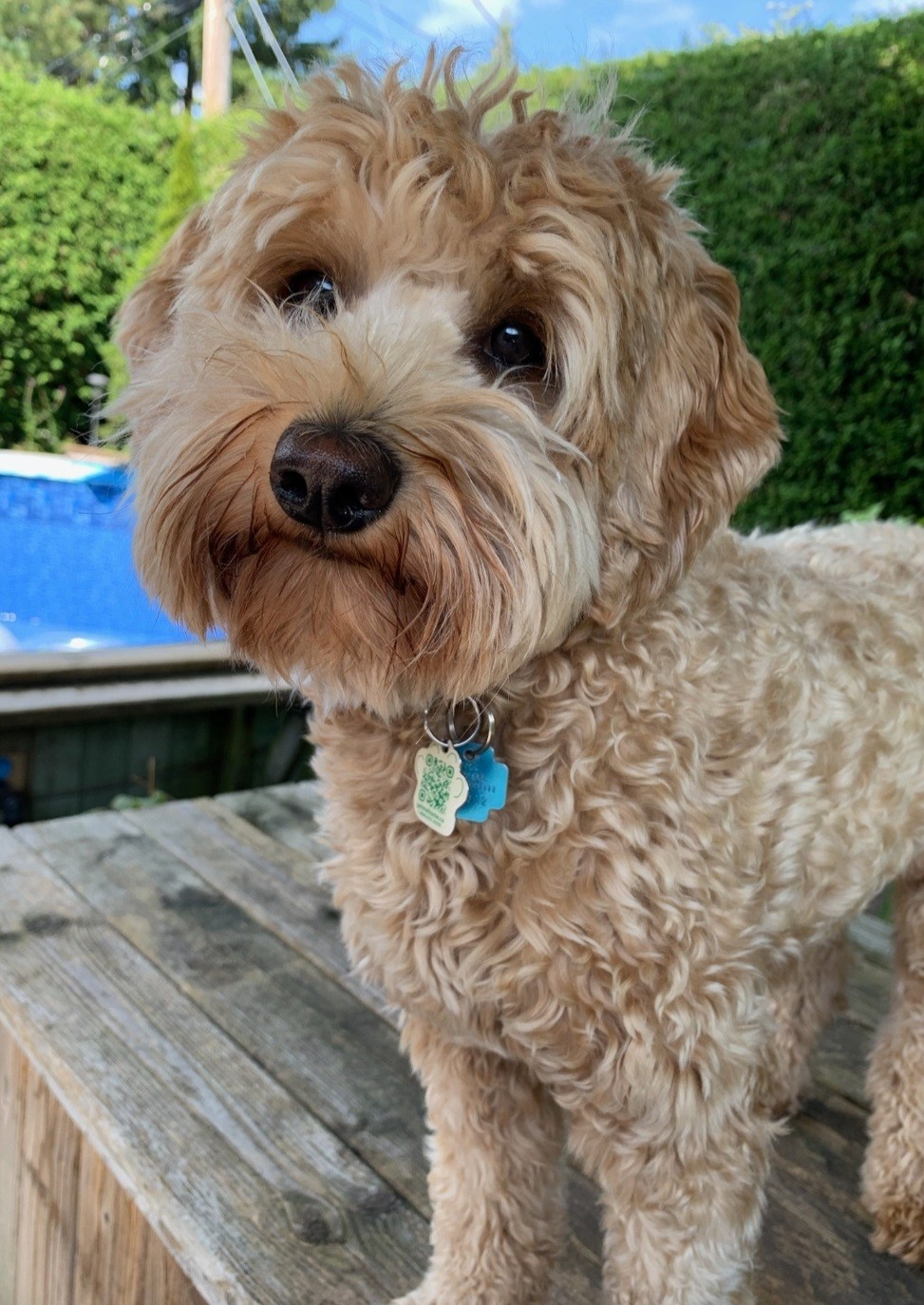 Image de chien