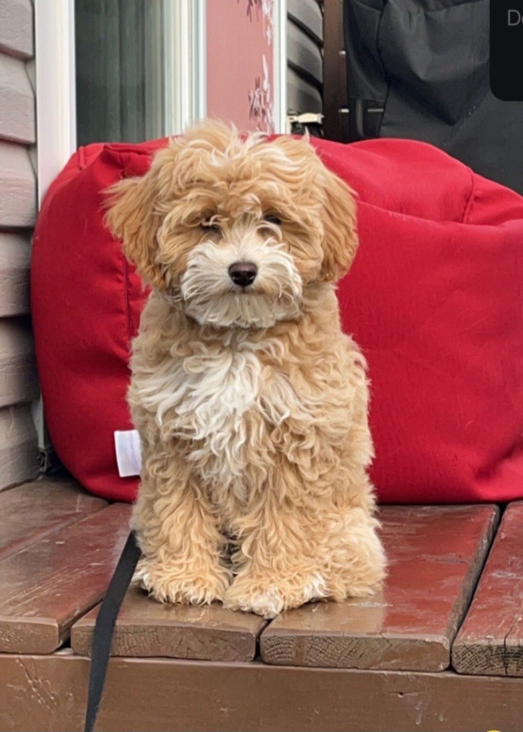 Image de chien