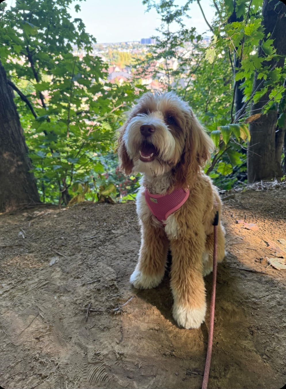 Image de chien