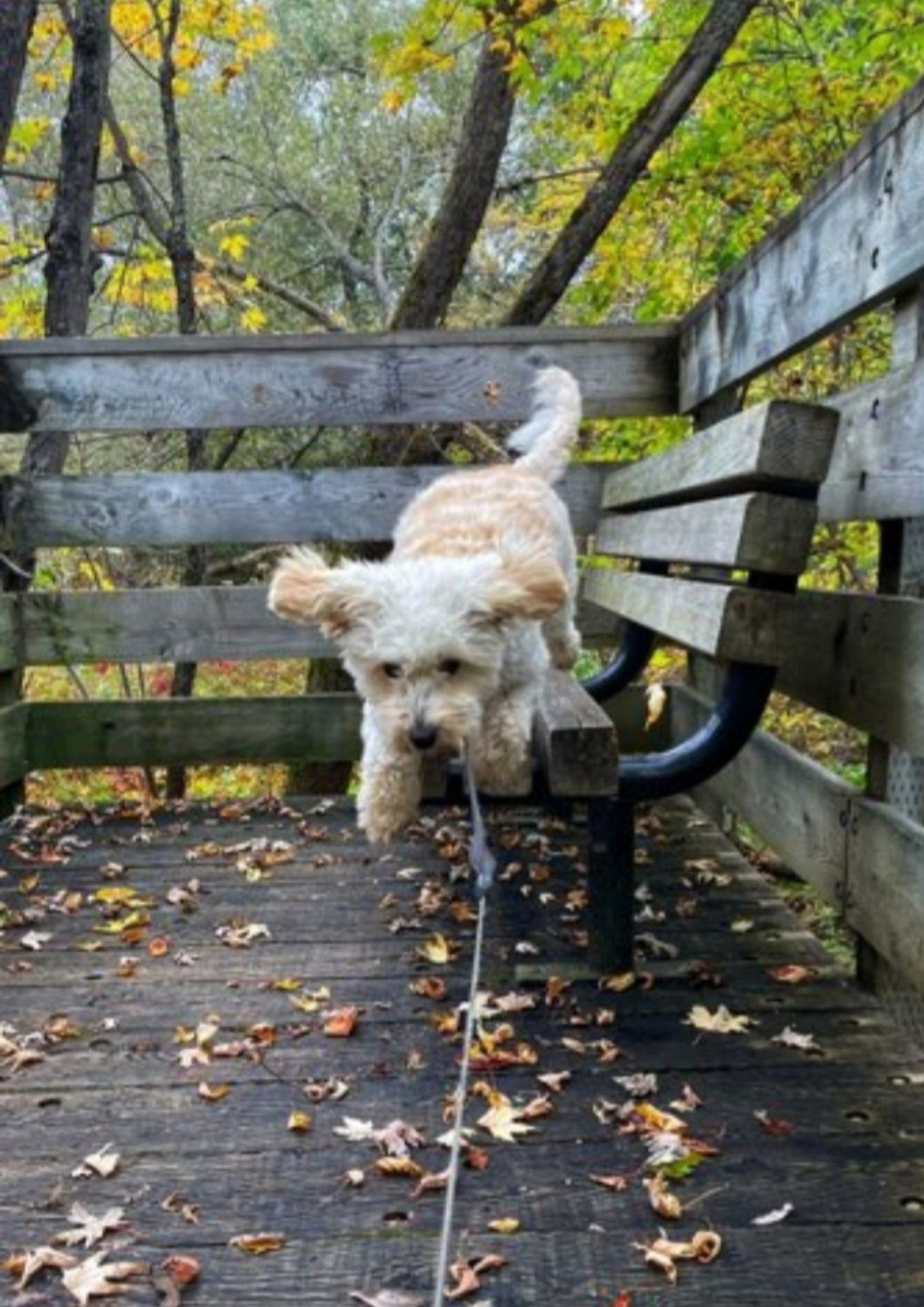 Image de chien