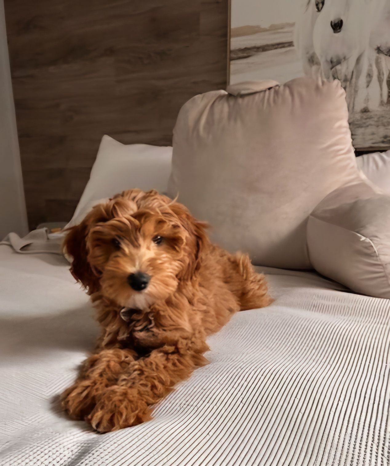 Image de chien
