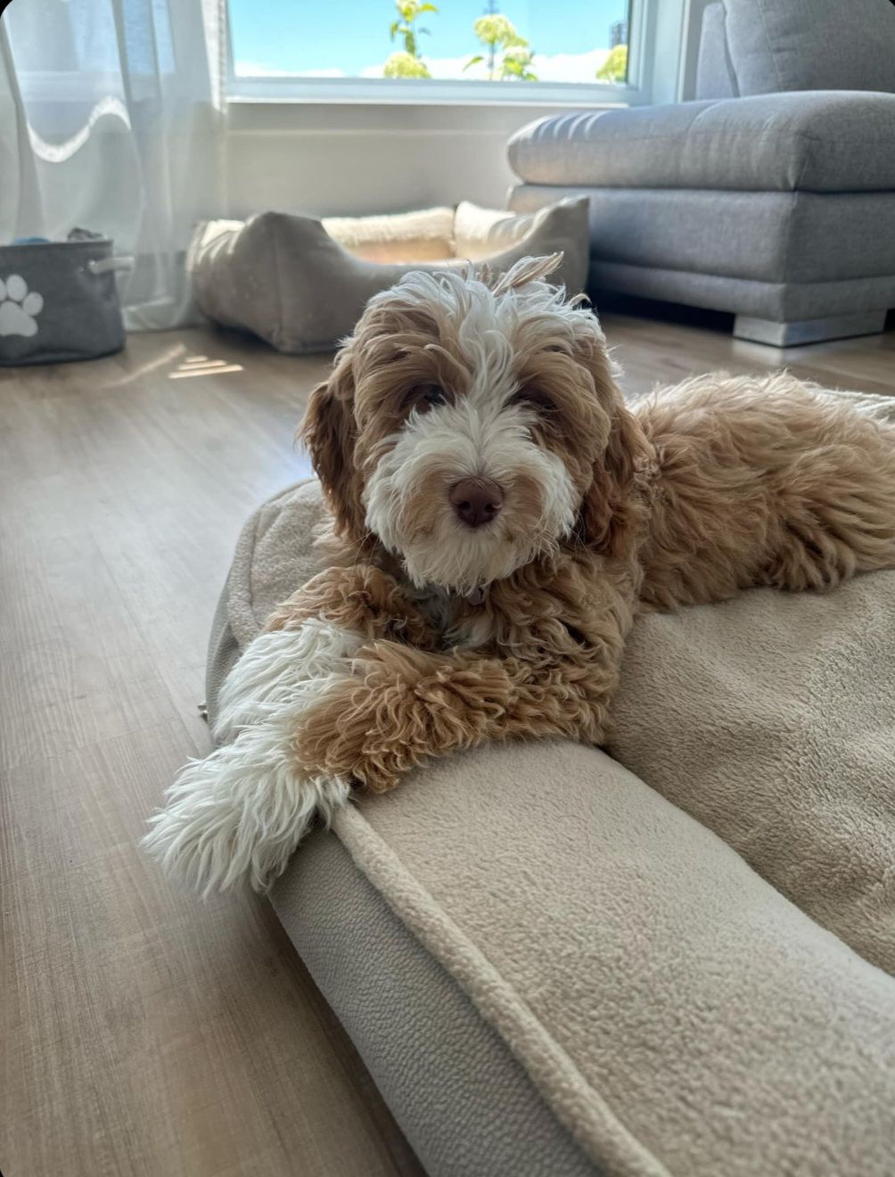 Image de chien