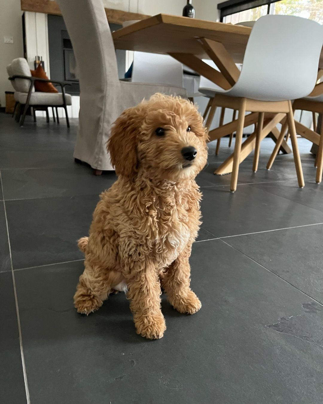Image de chien