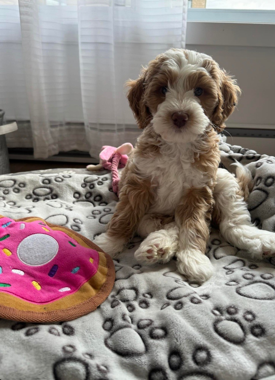 Image de chien