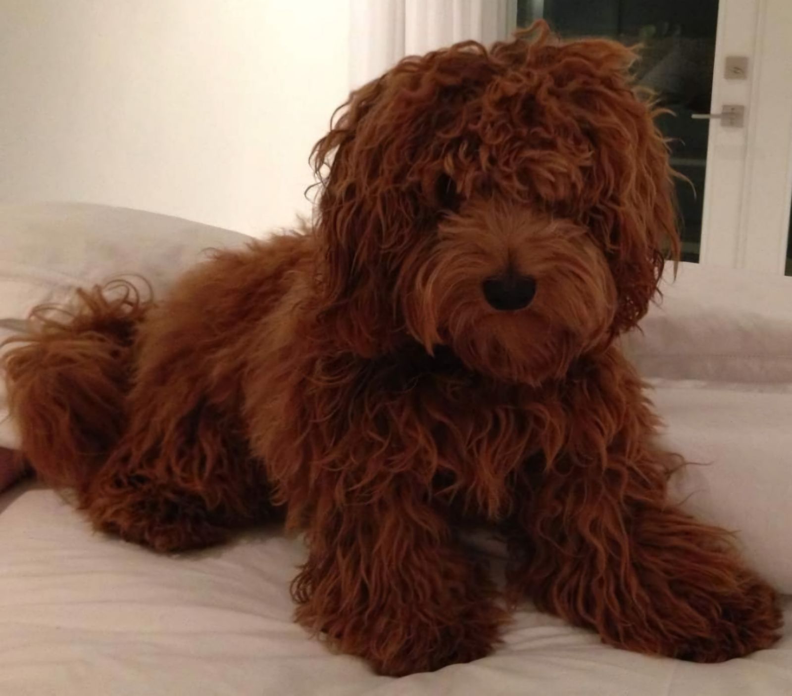 Image de chien