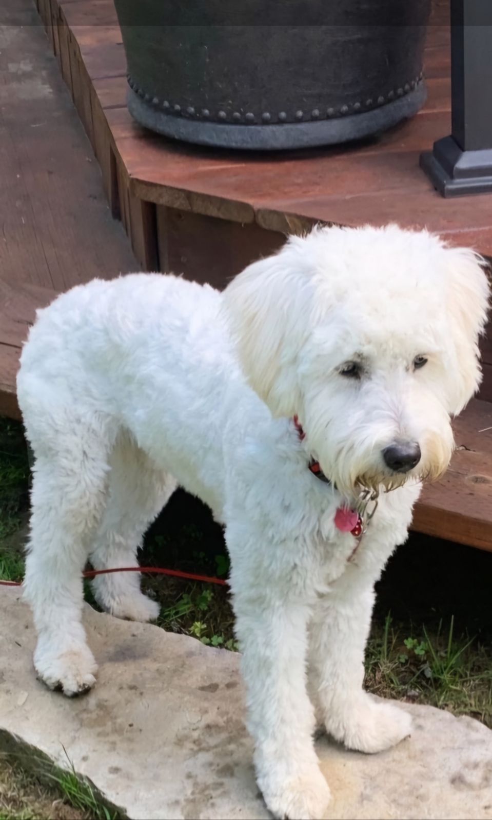 Image de chien