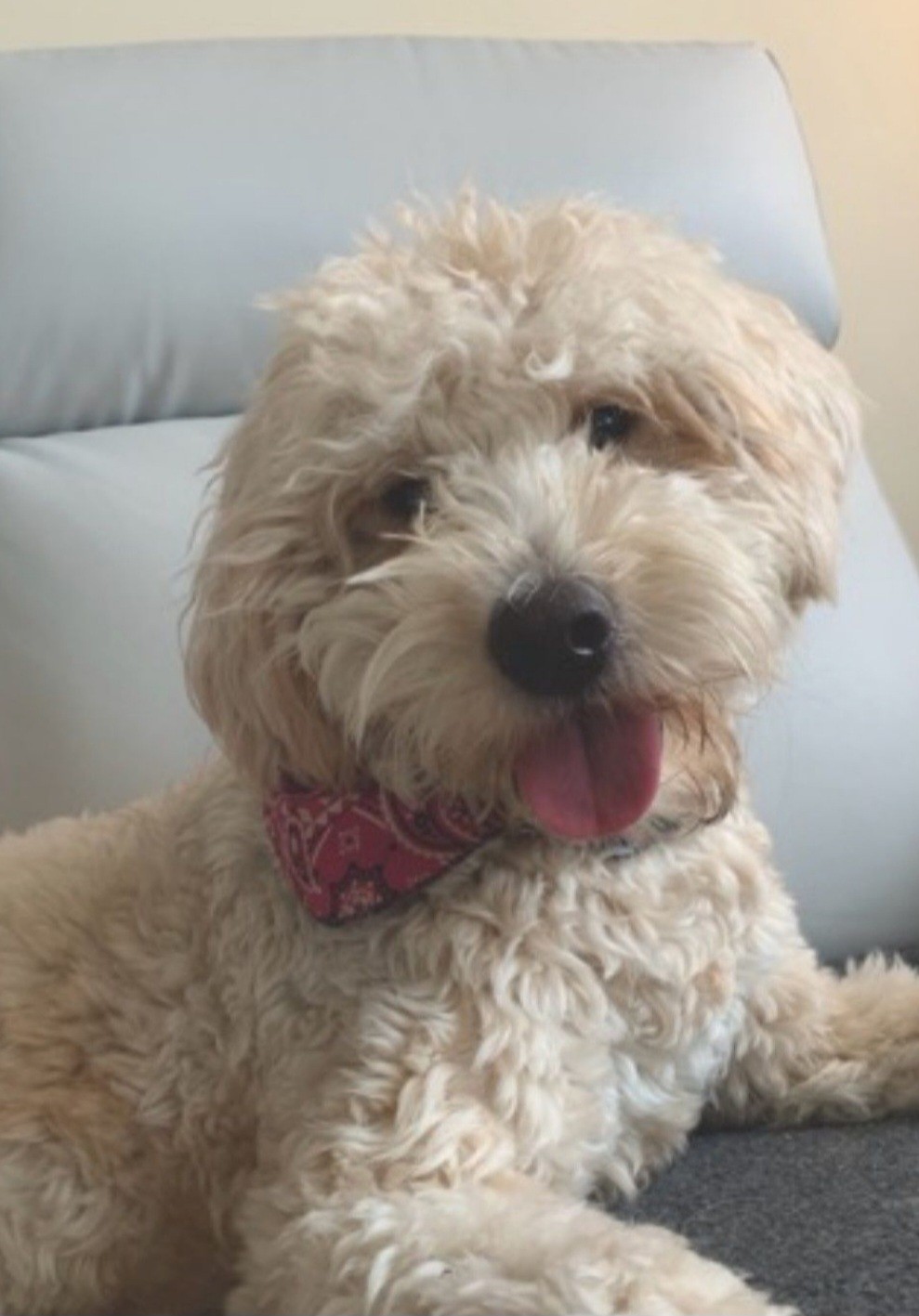 Image de chien