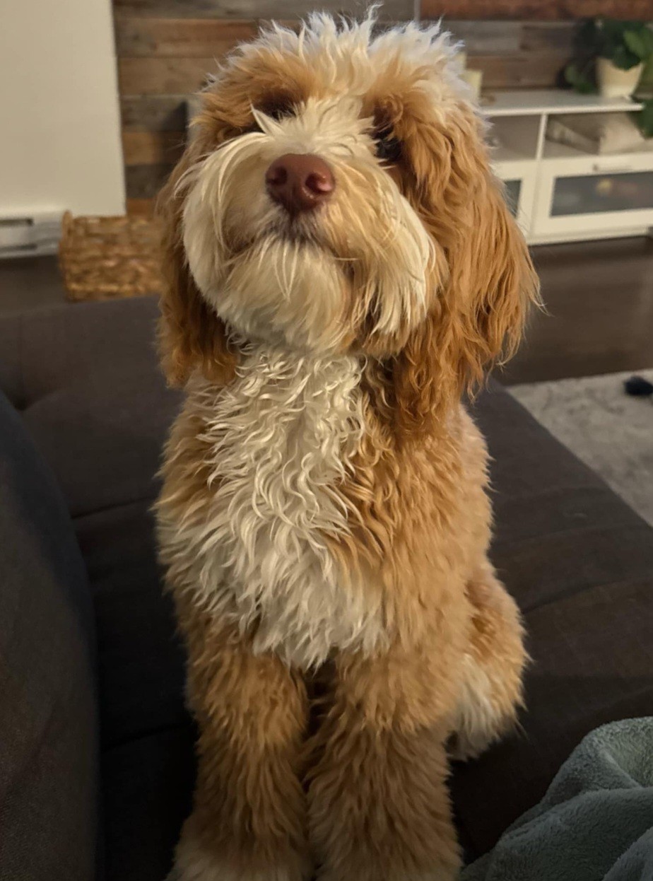 Image de chien