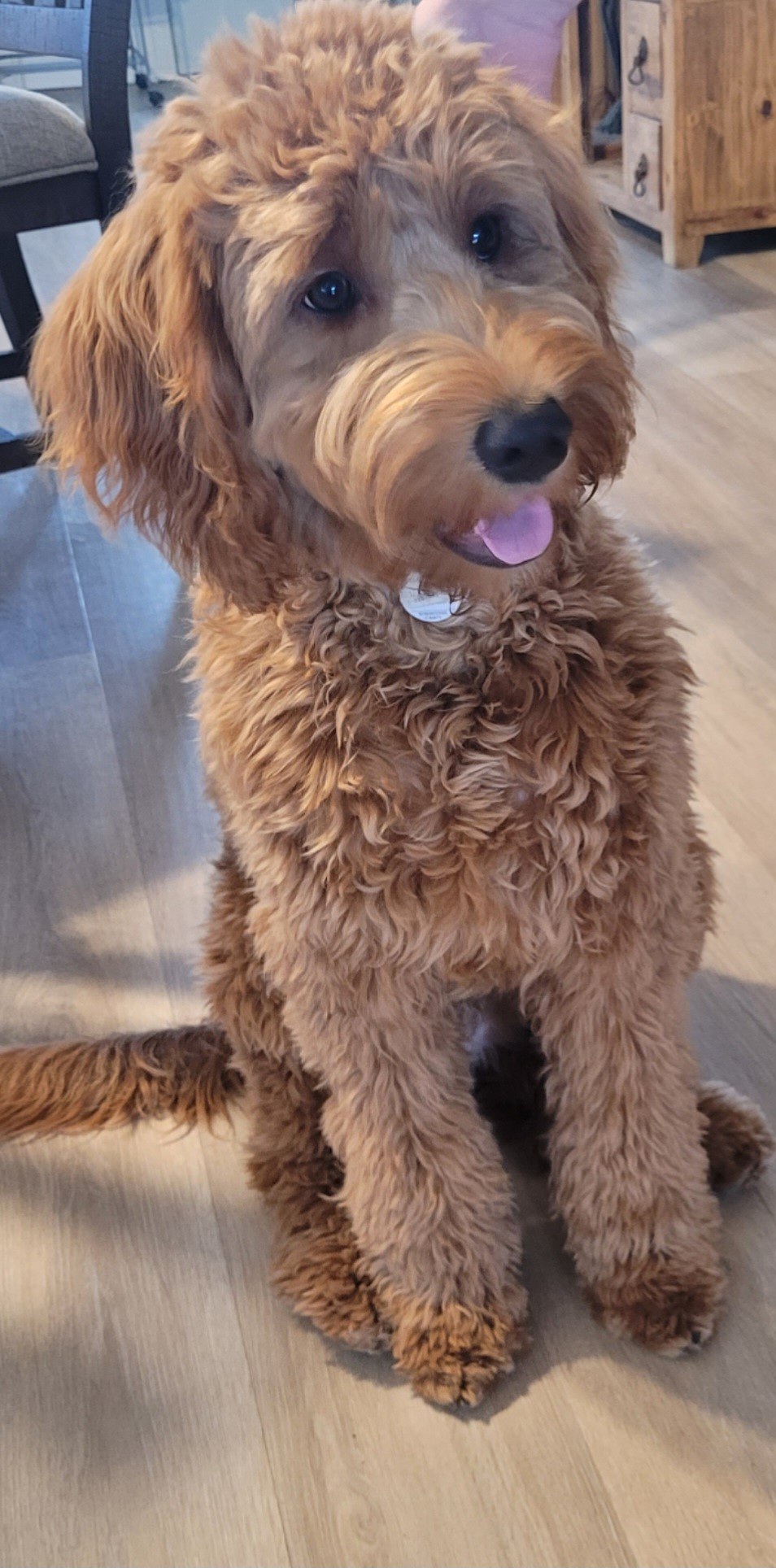 Image de chien