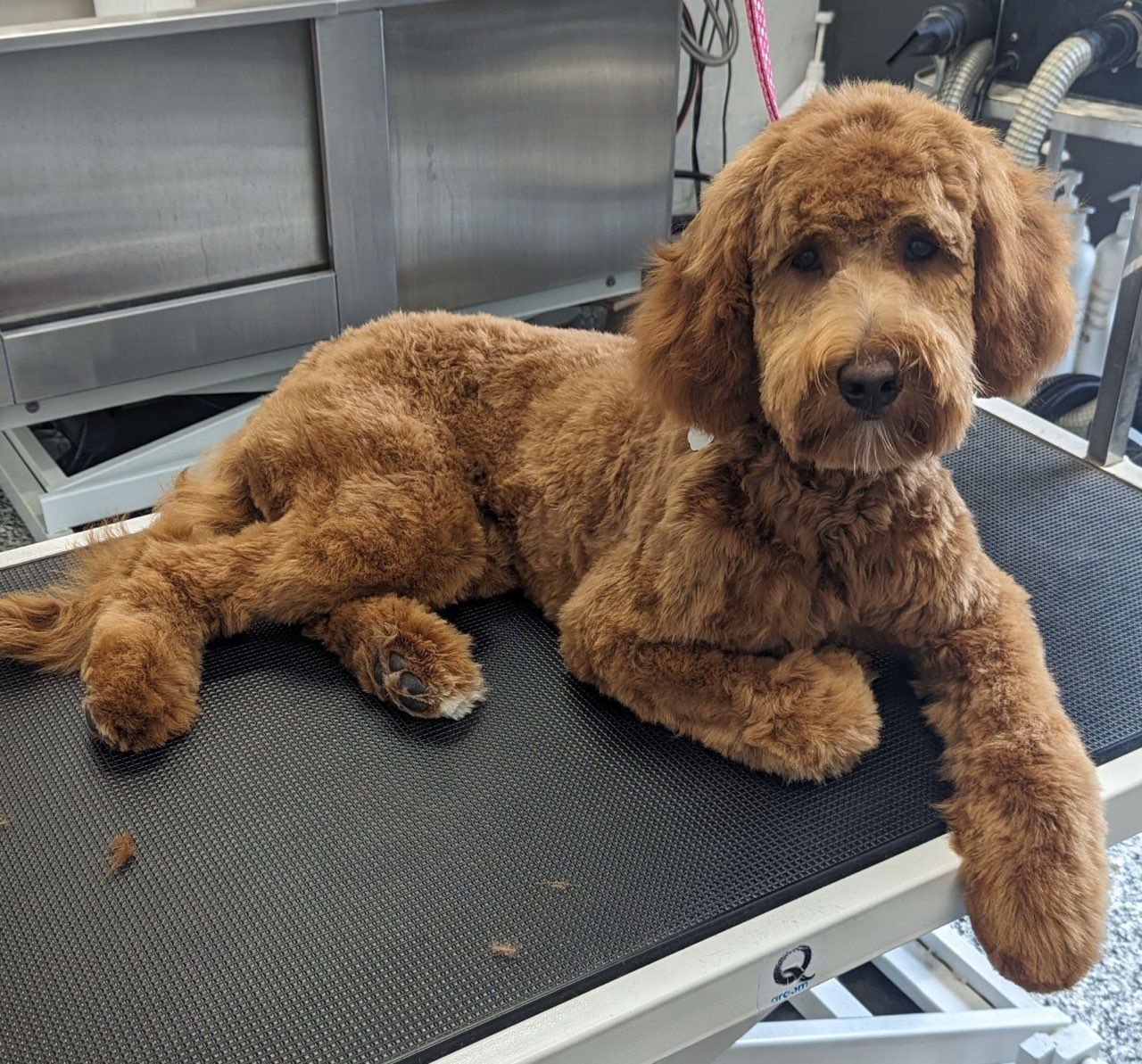 Image de chien