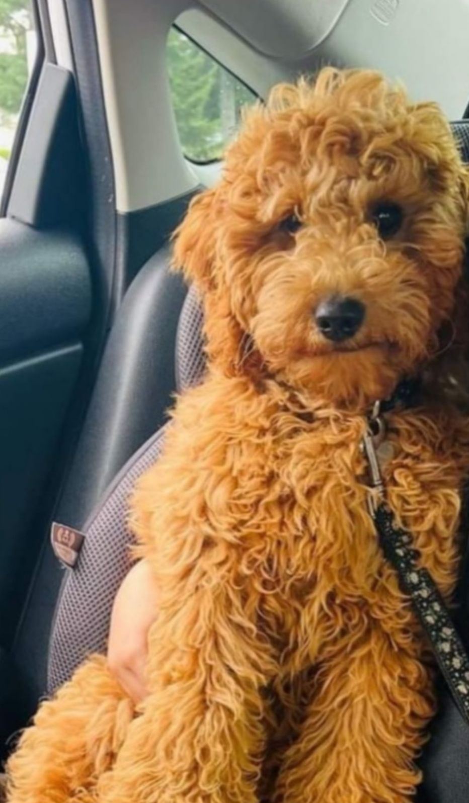 Image de chien