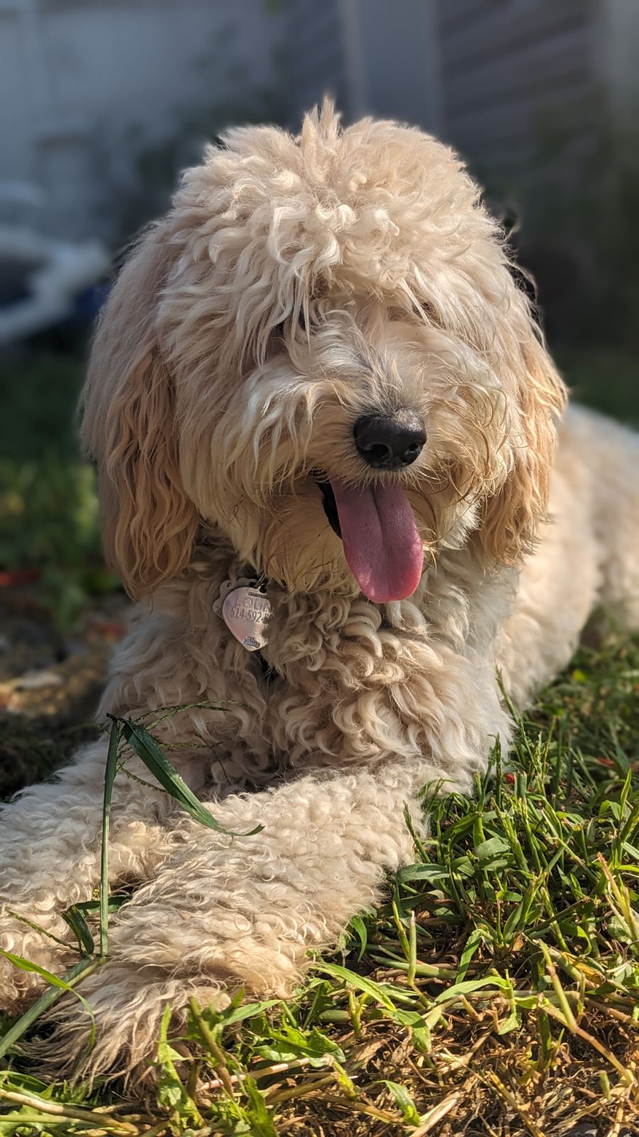 Image de chien