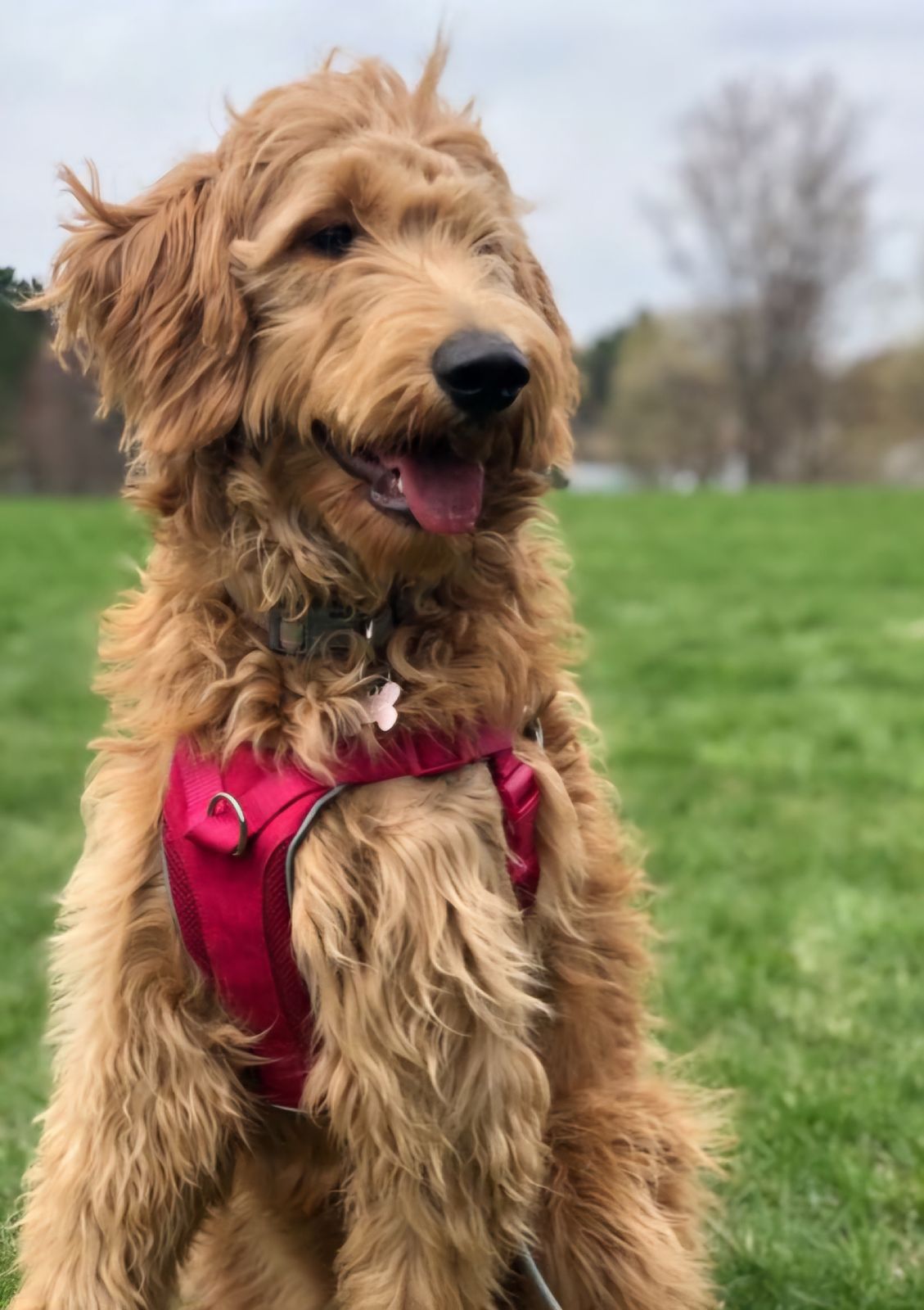 Image de chien