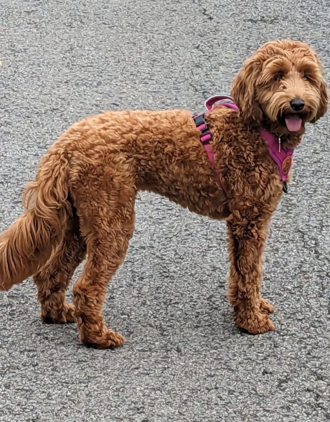 Image de chien