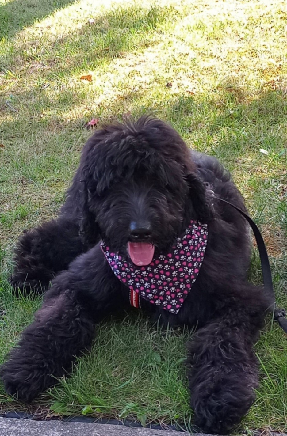 Image de chien