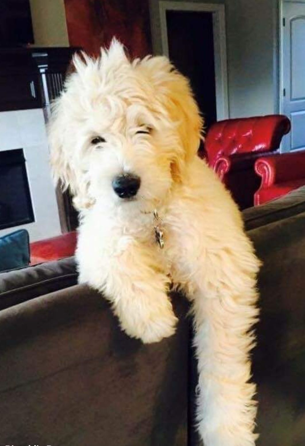 Image de chien