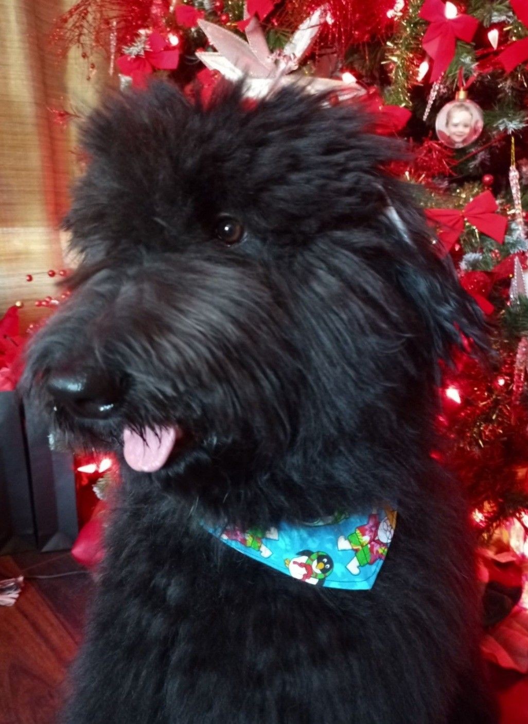Image de chien