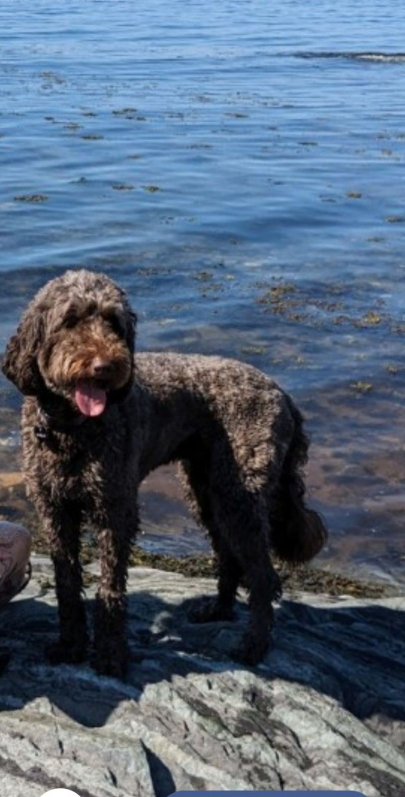 Image de chien