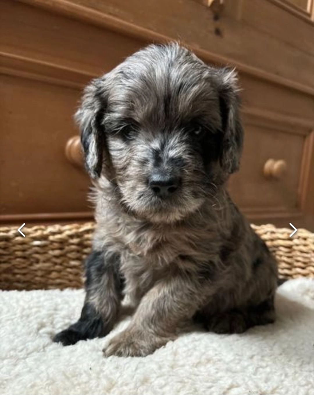 Image de chien
