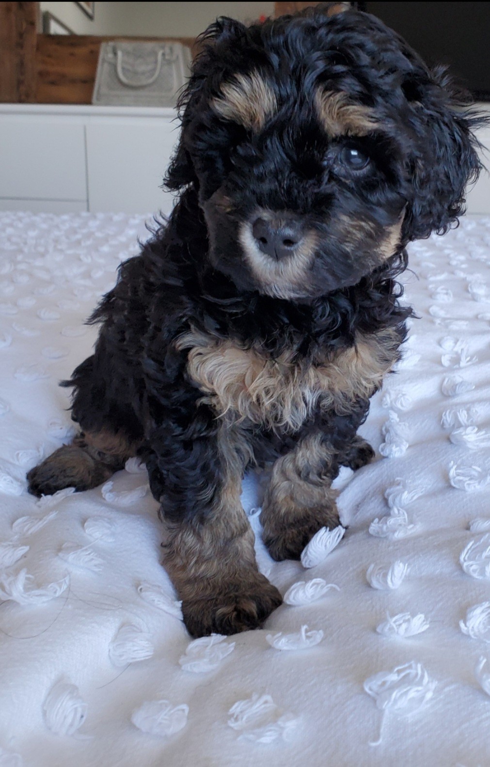 Image de chien