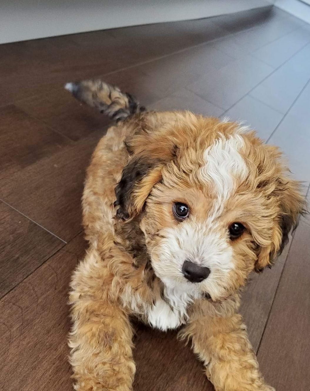 Image de chien