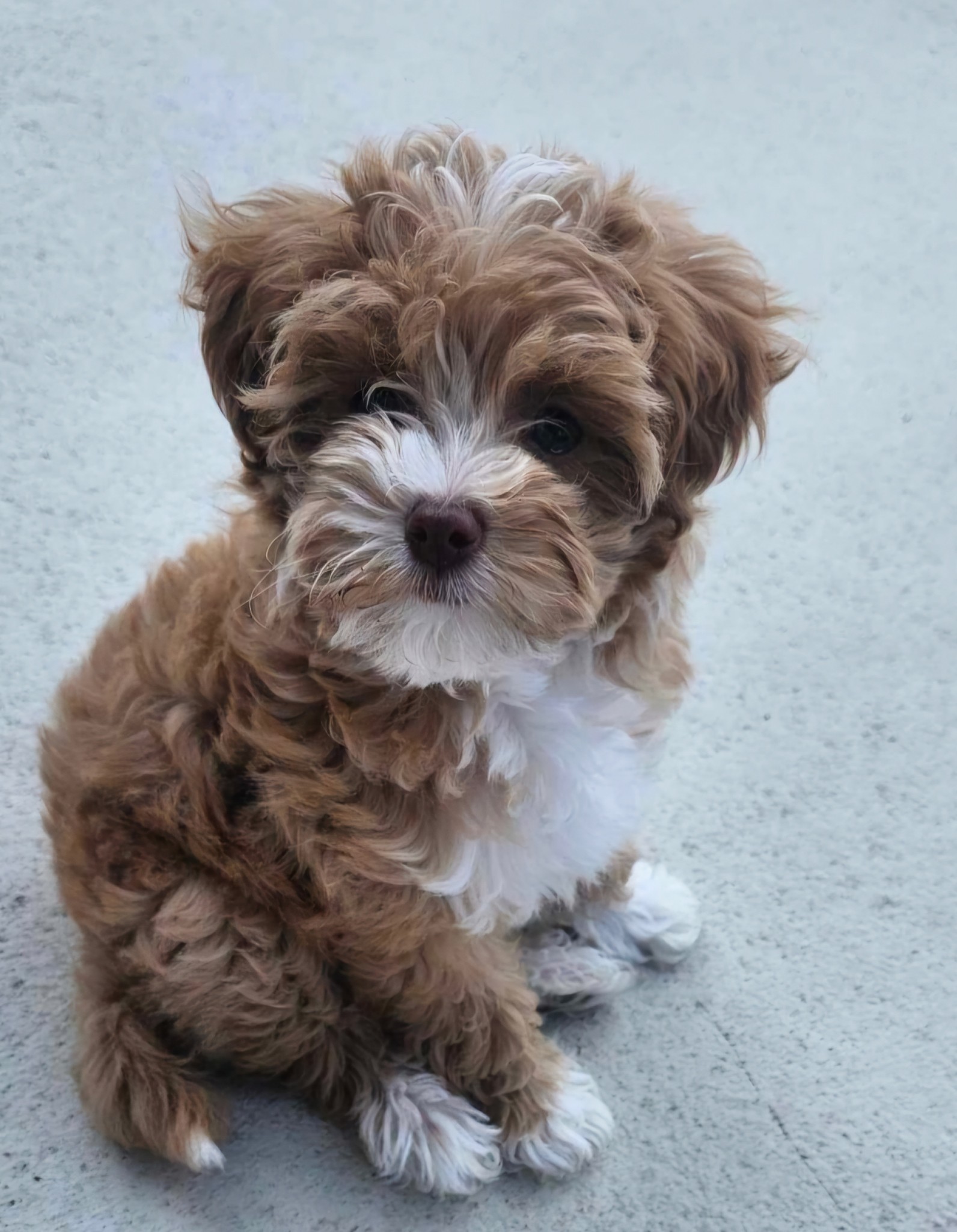 Image de chien
