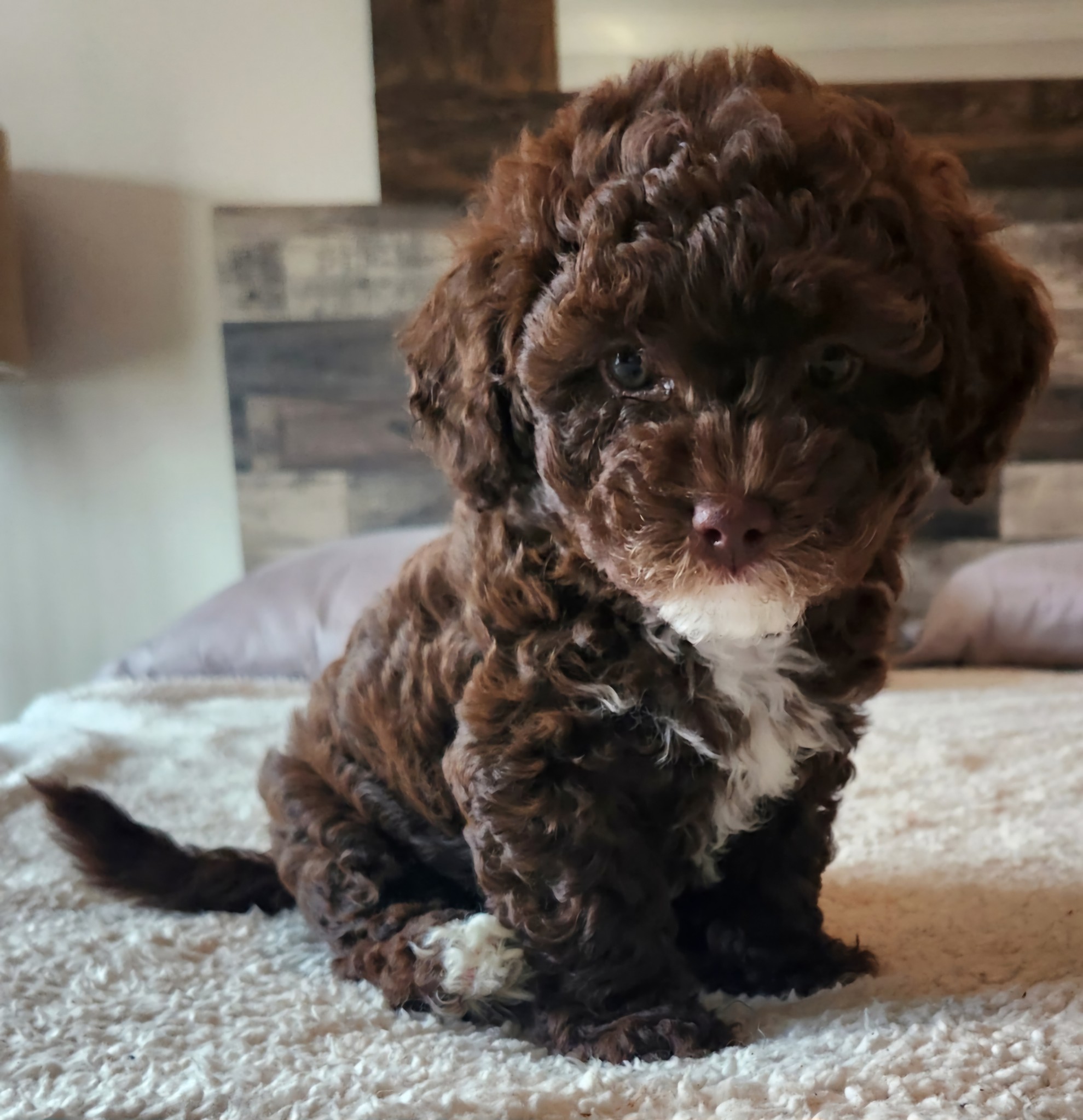 Image de chien