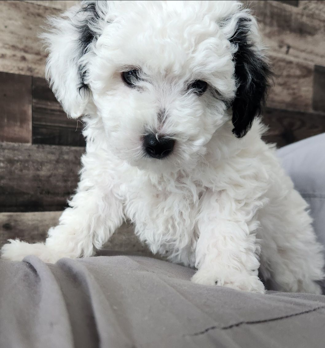 Image de chien