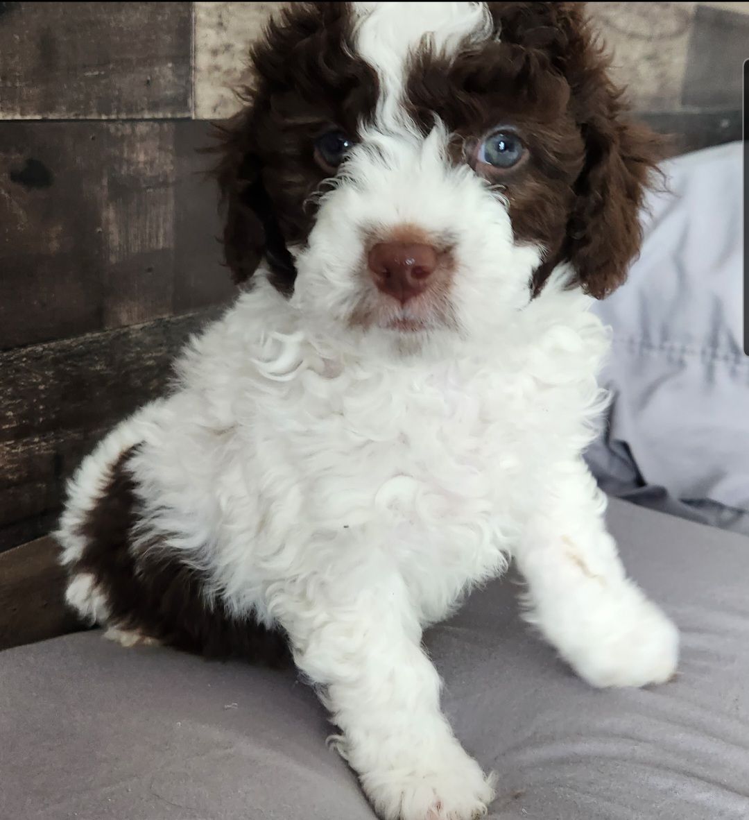 Image de chien