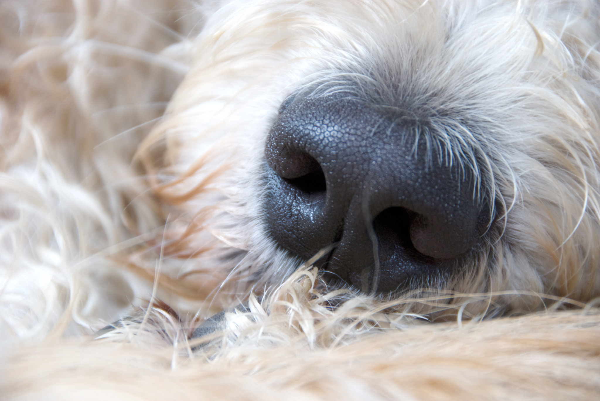 image d'un museau de chien à la couleur blanche