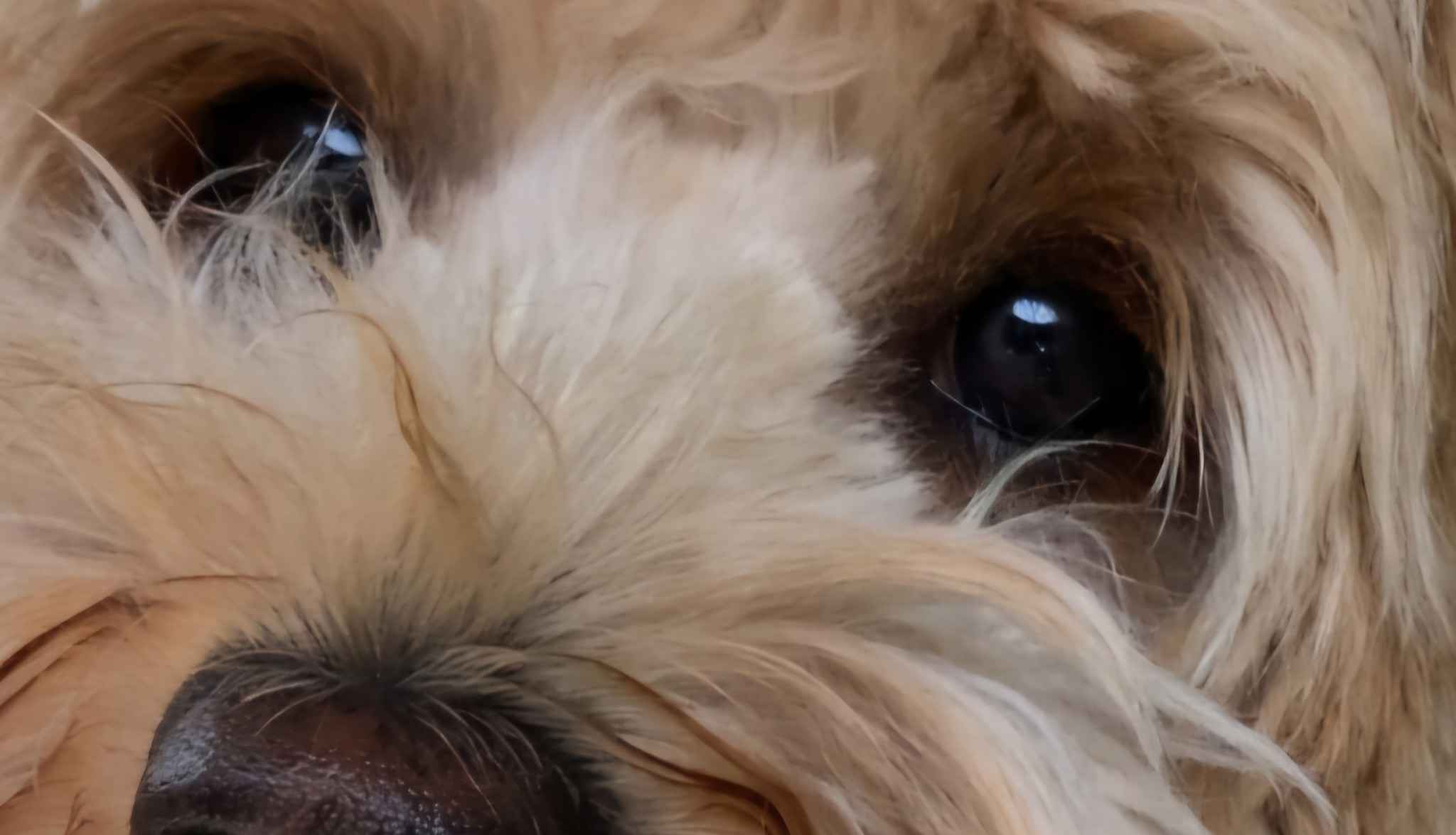 image d'un Goldendoodle dans une balancoire