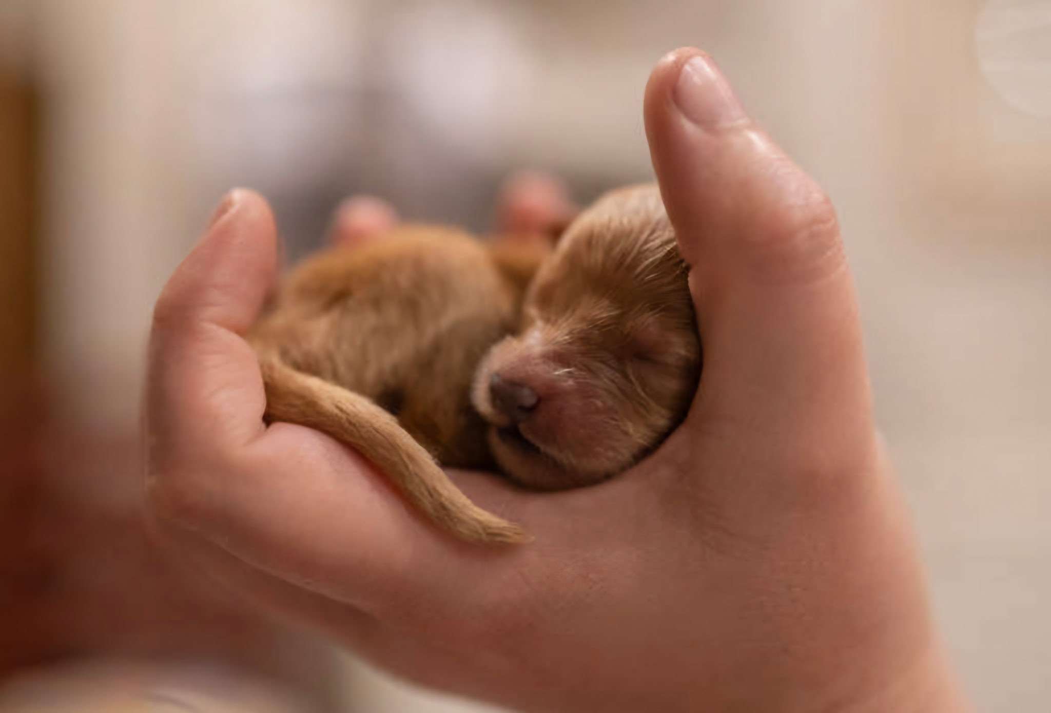 image d'un bébé Goldendoodle dans une main