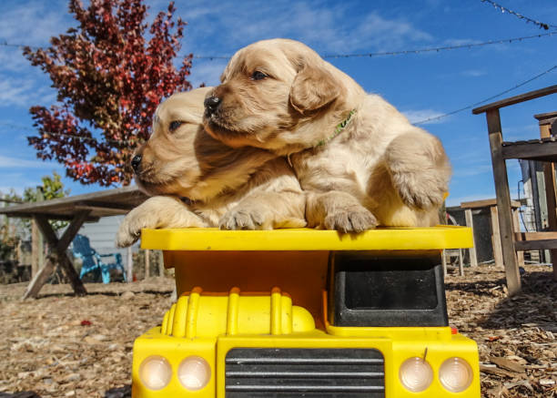 image de 3 chiots dans un panier