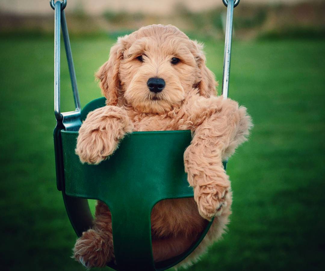image d'un Goldendoodle dans une balançoire