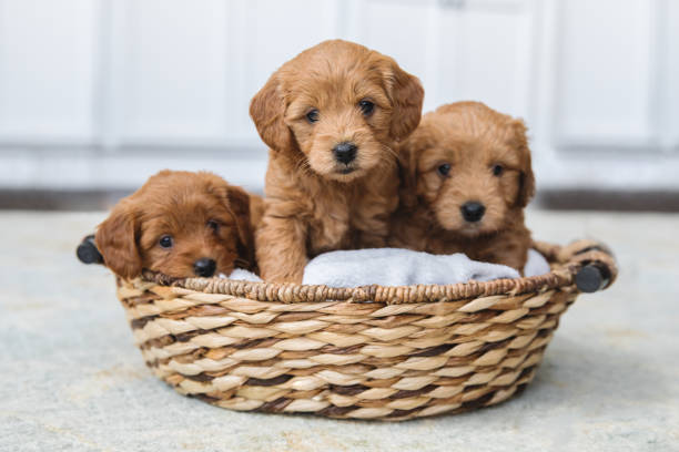 image de Goldendoodles dans un chariot