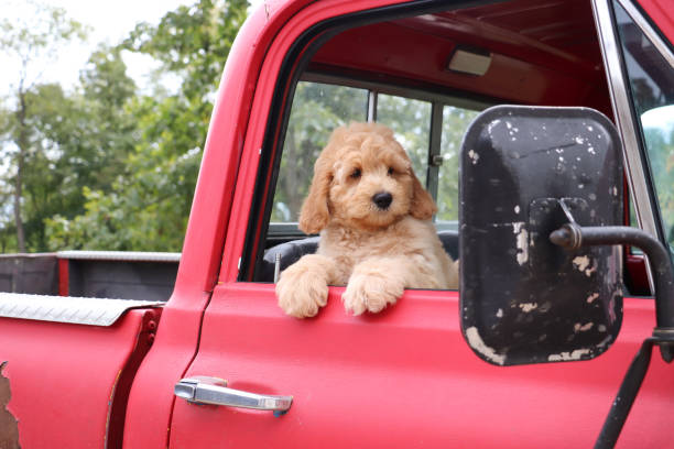 image d'un Goldendoodle qui regarde par la fênetre d'un truck